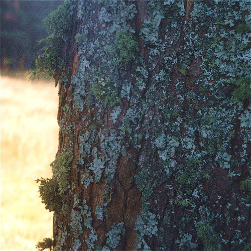 Występowanie porostów na pniach drzew świadczy o istotnej czystości powietrza w gminie Grzmiąca